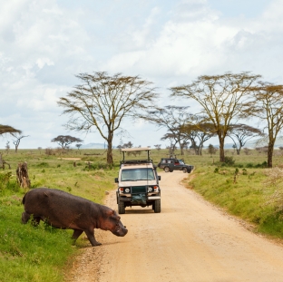 Jungle Safari