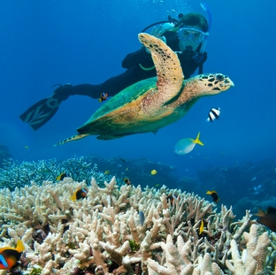 Scuba Diving