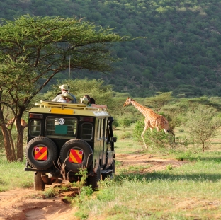 Wildlife Safari